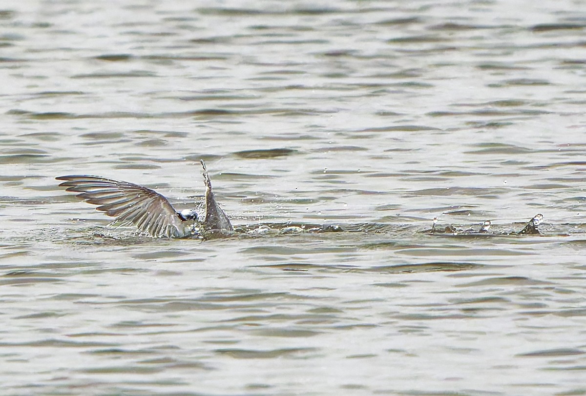 Whiskered Tern - ML621494933