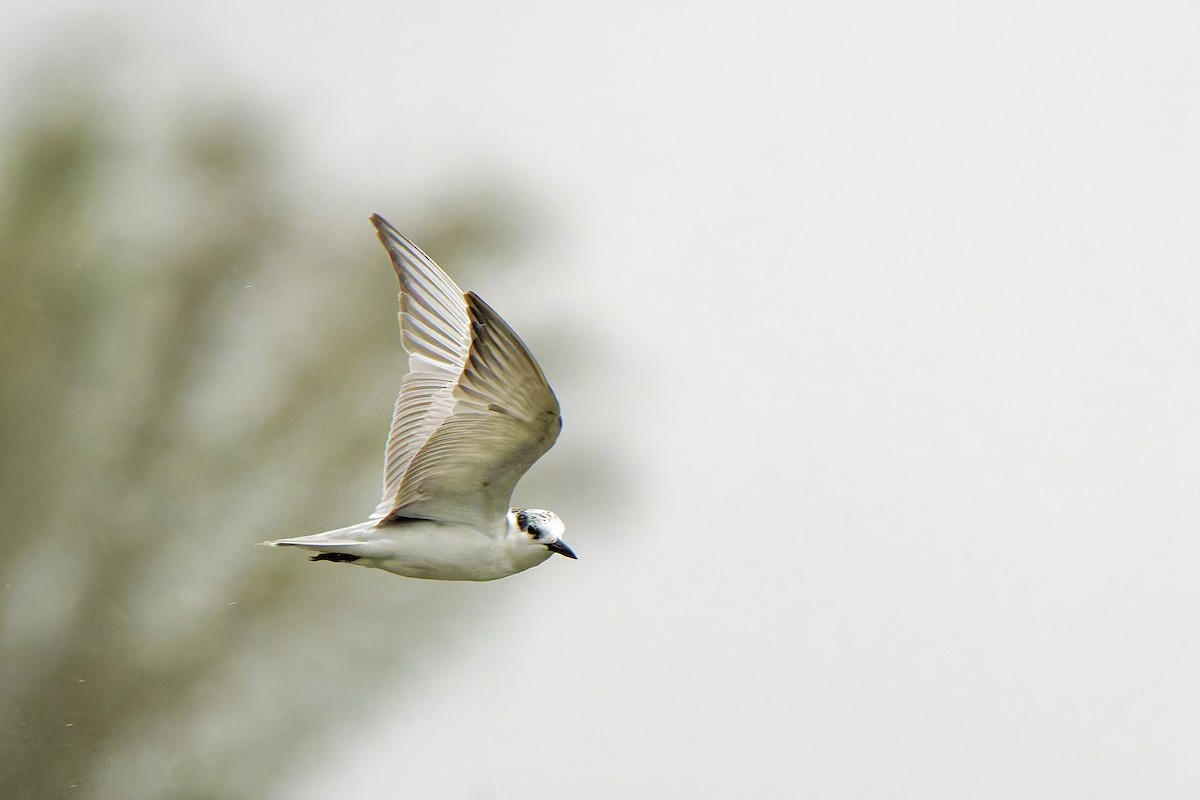 Whiskered Tern - ML621494934