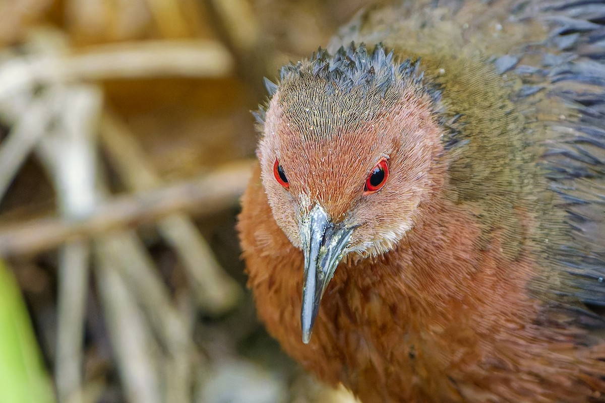 Ruddy-breasted Crake - William Hemstrom