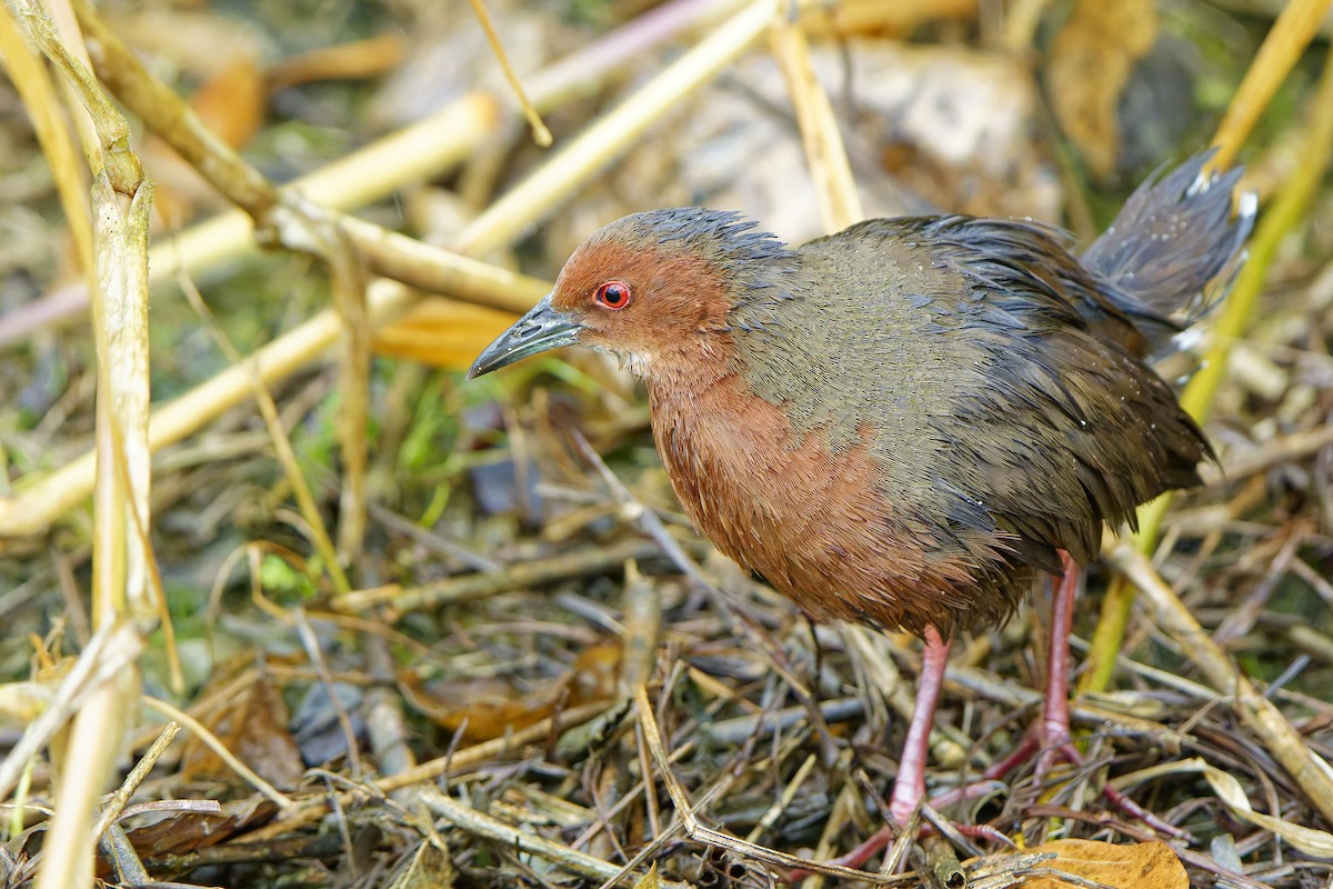 Ruddy-breasted Crake - ML621494946