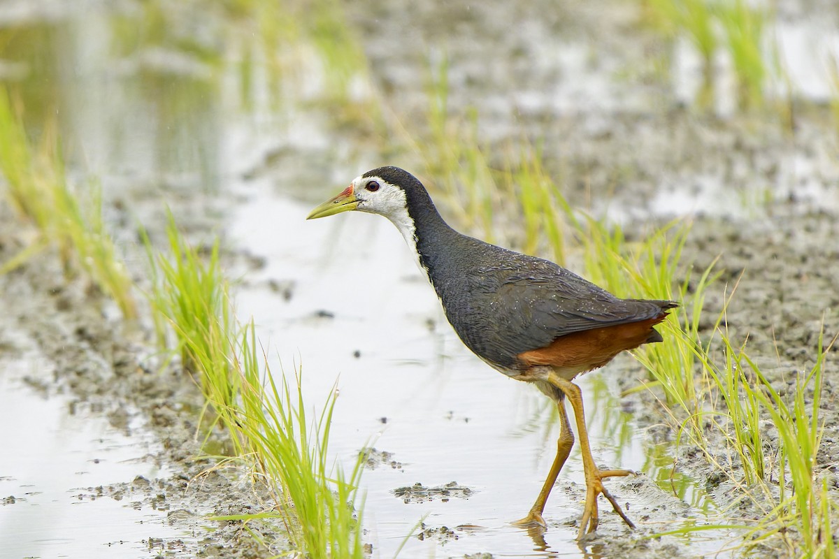 White-breasted Waterhen - ML621494948