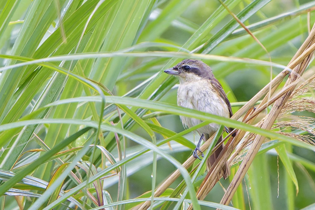 Long-tailed Shrike - ML621494957