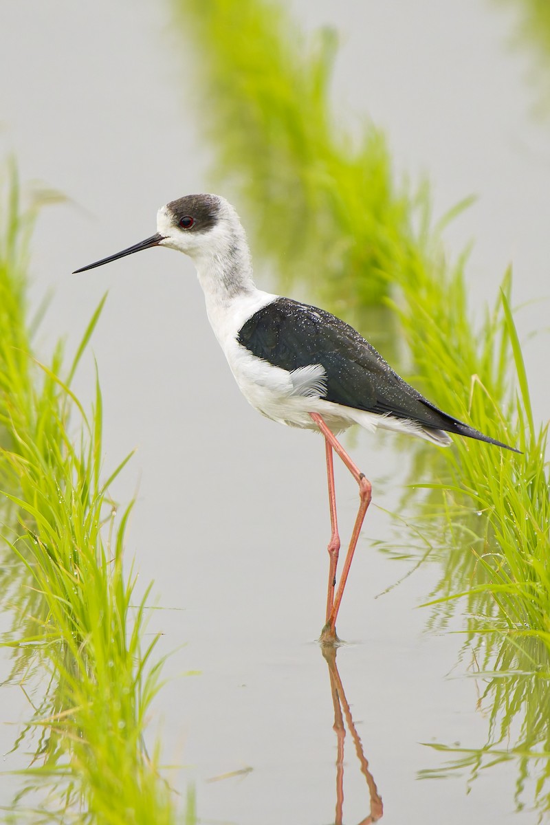 Black-winged Stilt - ML621494961