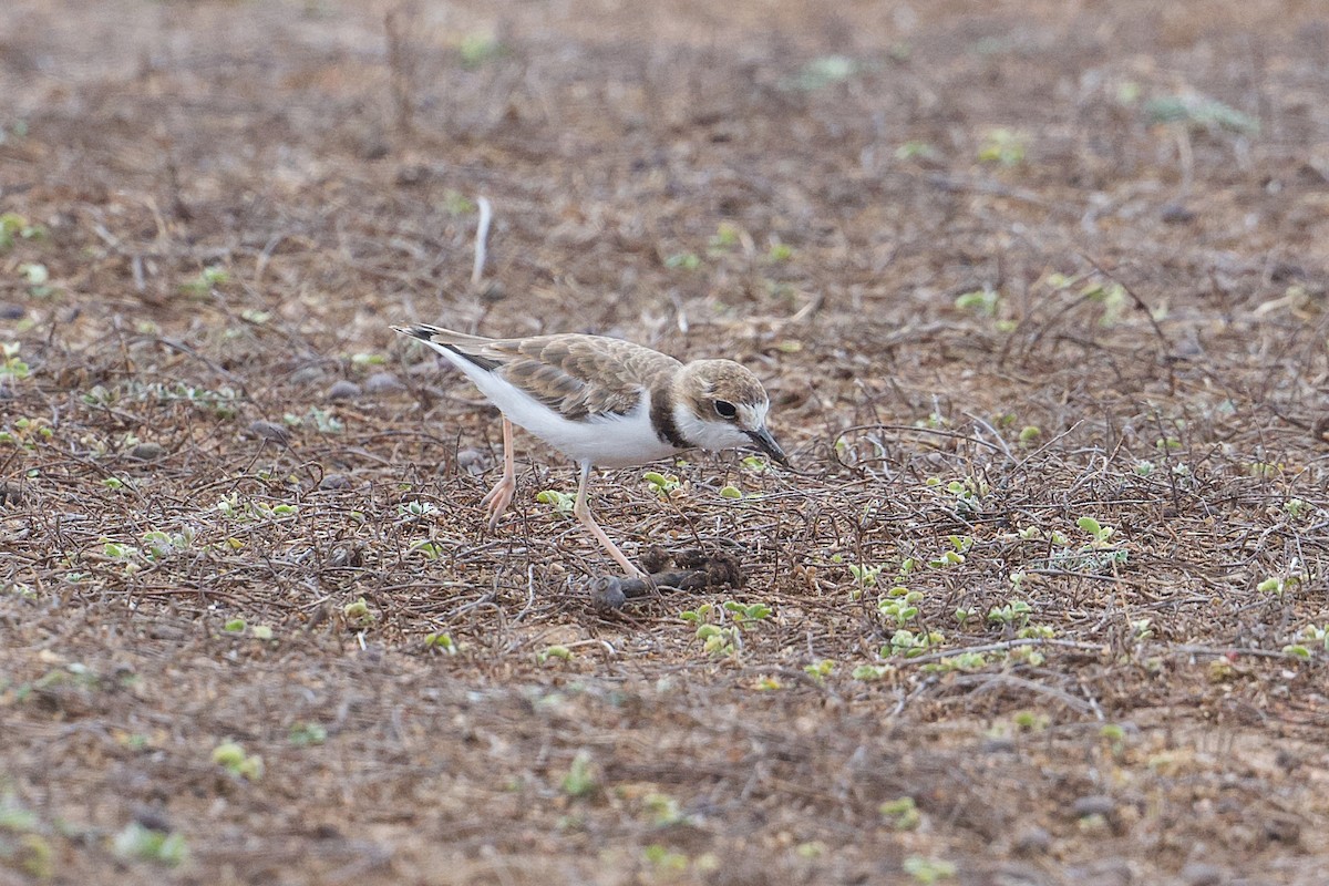 Collared Plover - ML621495024