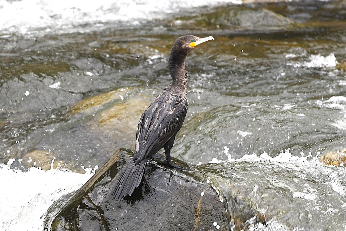 Neotropic Cormorant - José Luis Núñez Muñoz