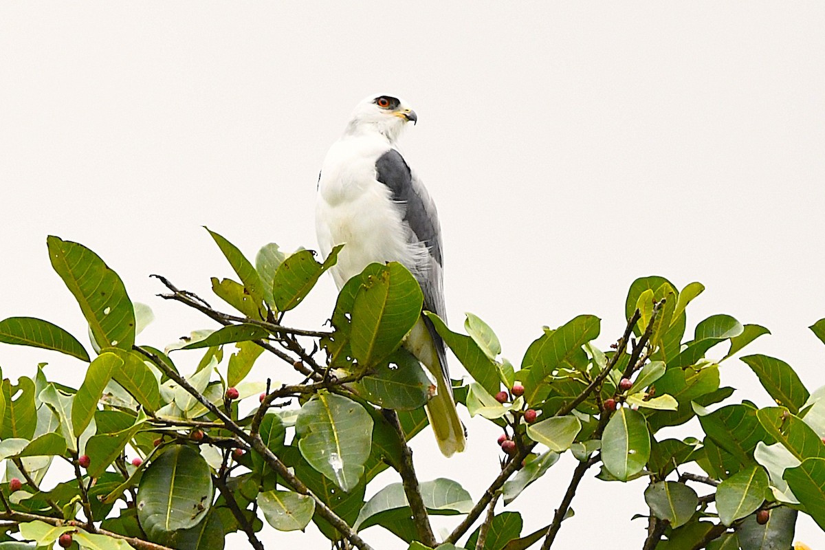 White-tailed Kite - ML621495062