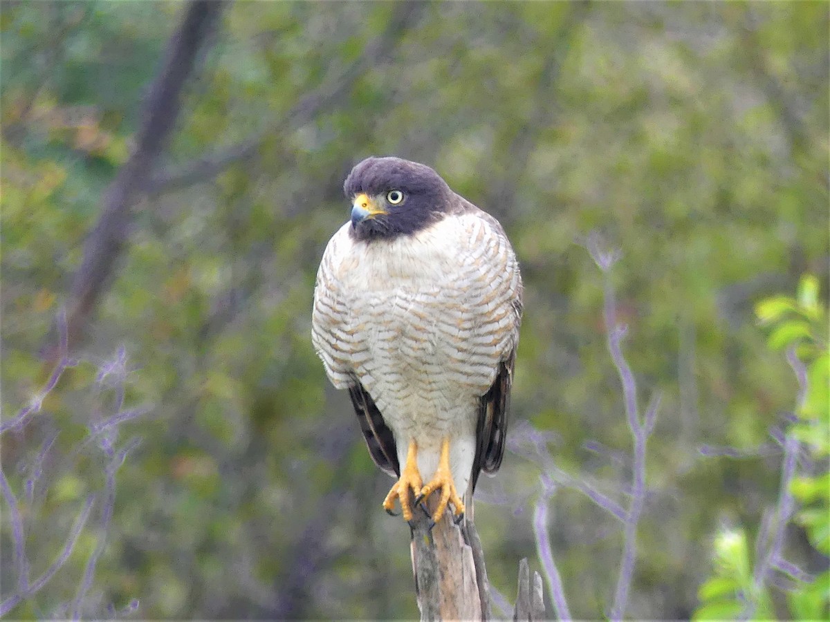 Roadside Hawk - ML621495065