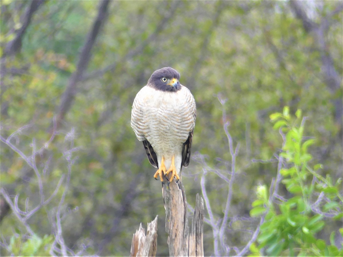 Roadside Hawk - ML621495066