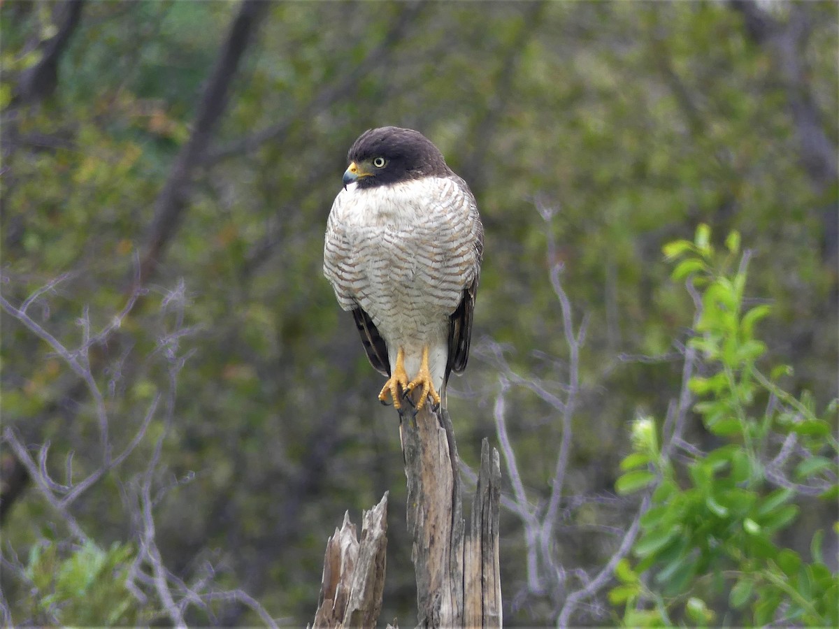 Roadside Hawk - ML621495067