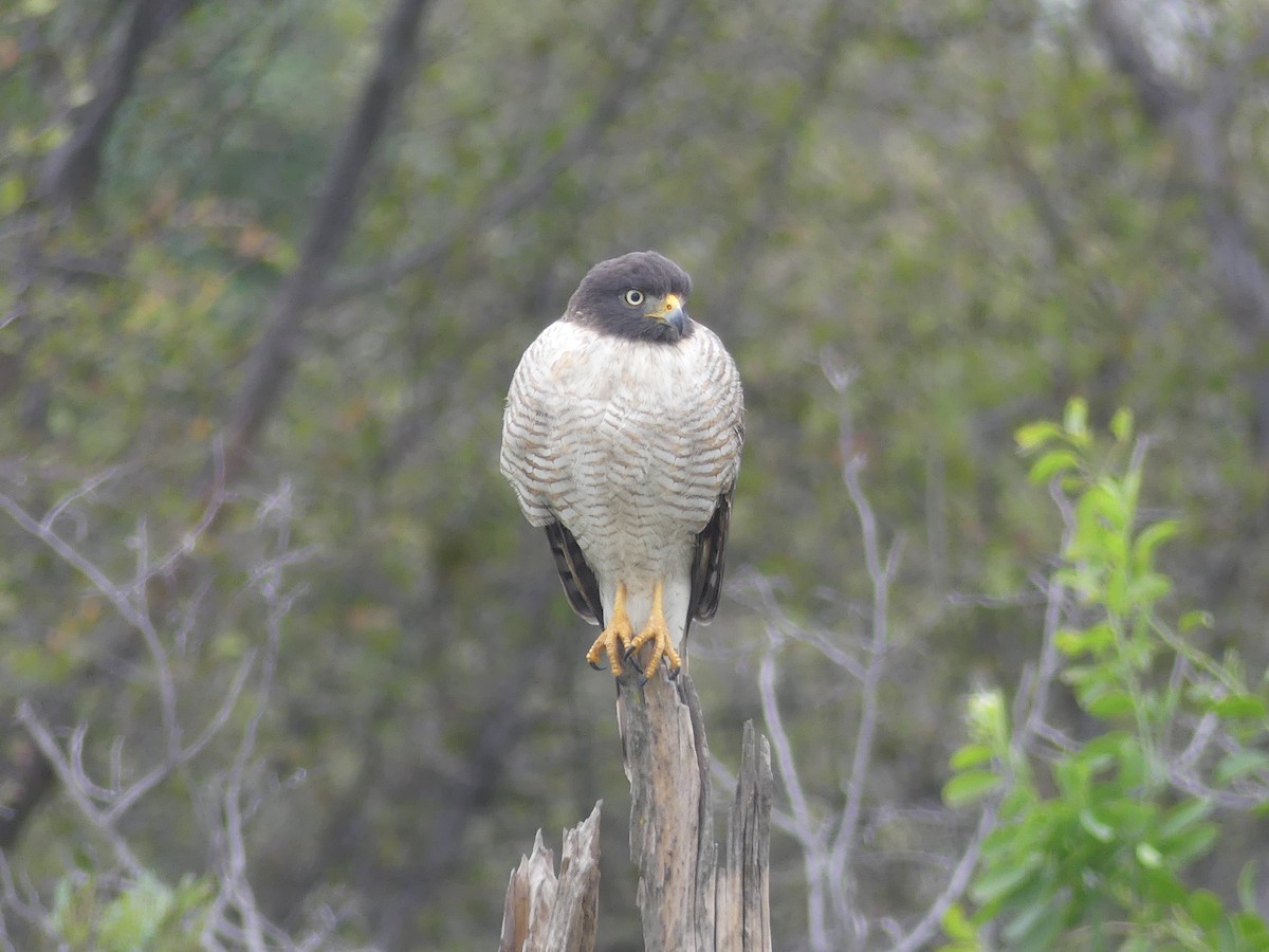 Roadside Hawk - ML621495068