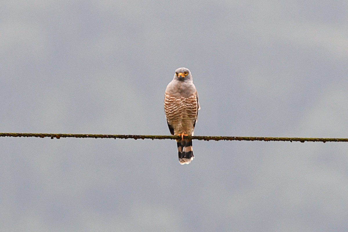 Roadside Hawk - ML621495072