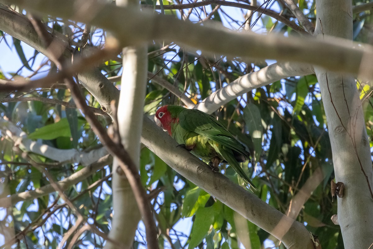 Guayaquil Papağanı - ML621495075