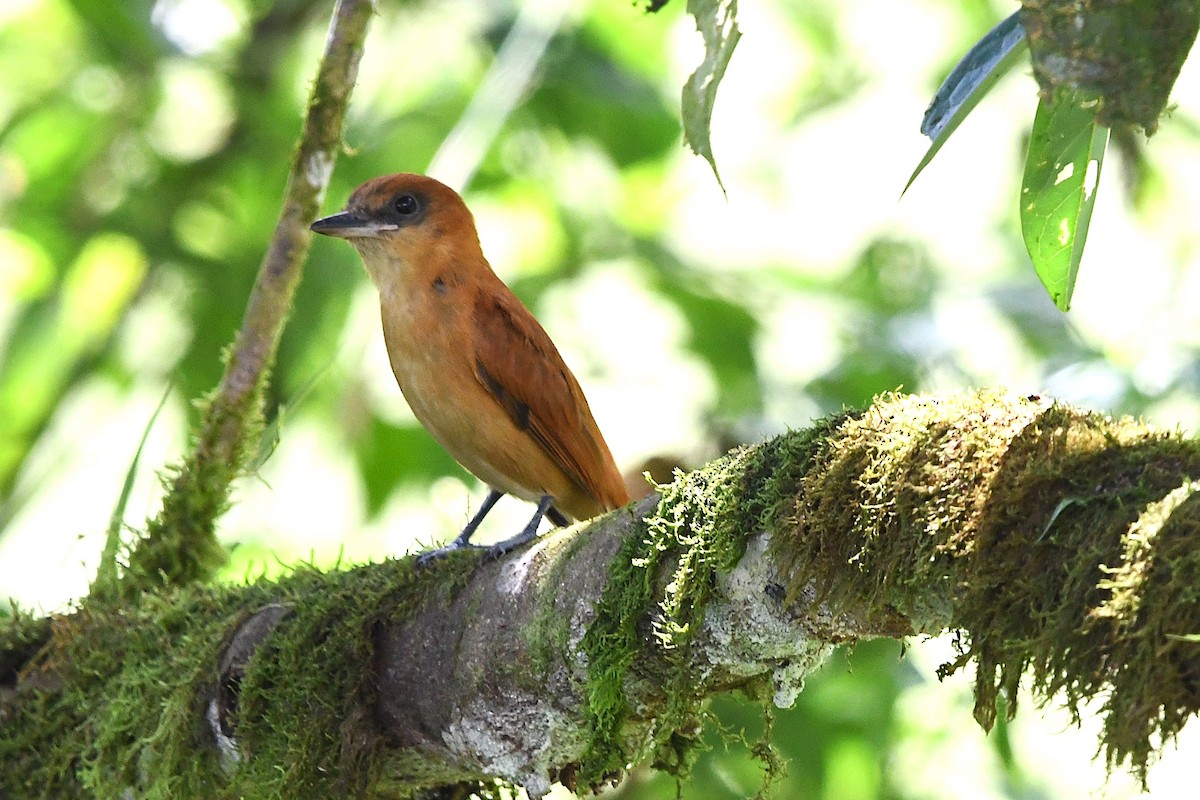 Cinnamon Becard - José Luis Núñez Muñoz