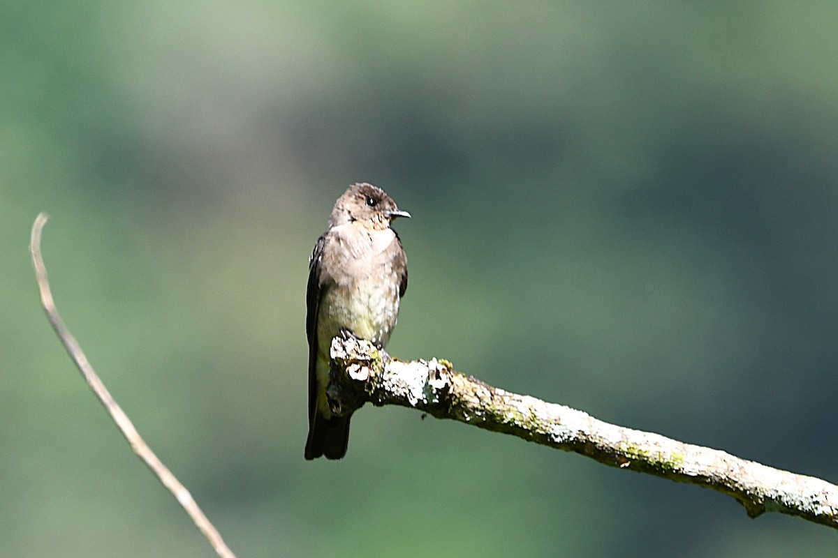 Southern Rough-winged Swallow - ML621495119