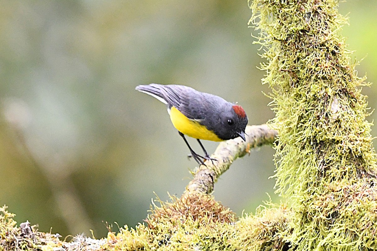 Slate-throated Redstart - José Luis Núñez Muñoz