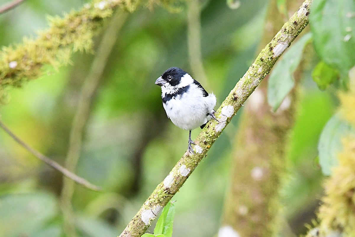 Variable Seedeater - ML621495130