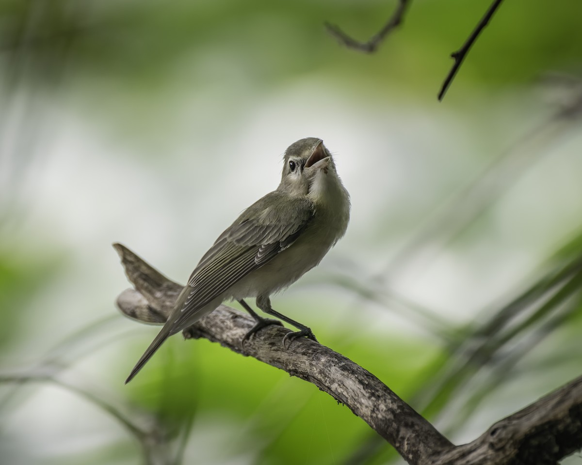 Warbling Vireo - ML621495182