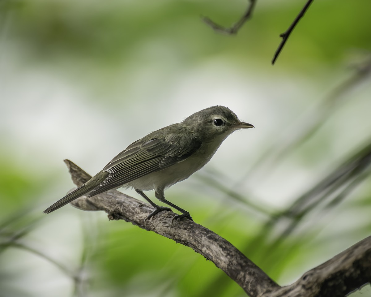 Warbling Vireo - ML621495183