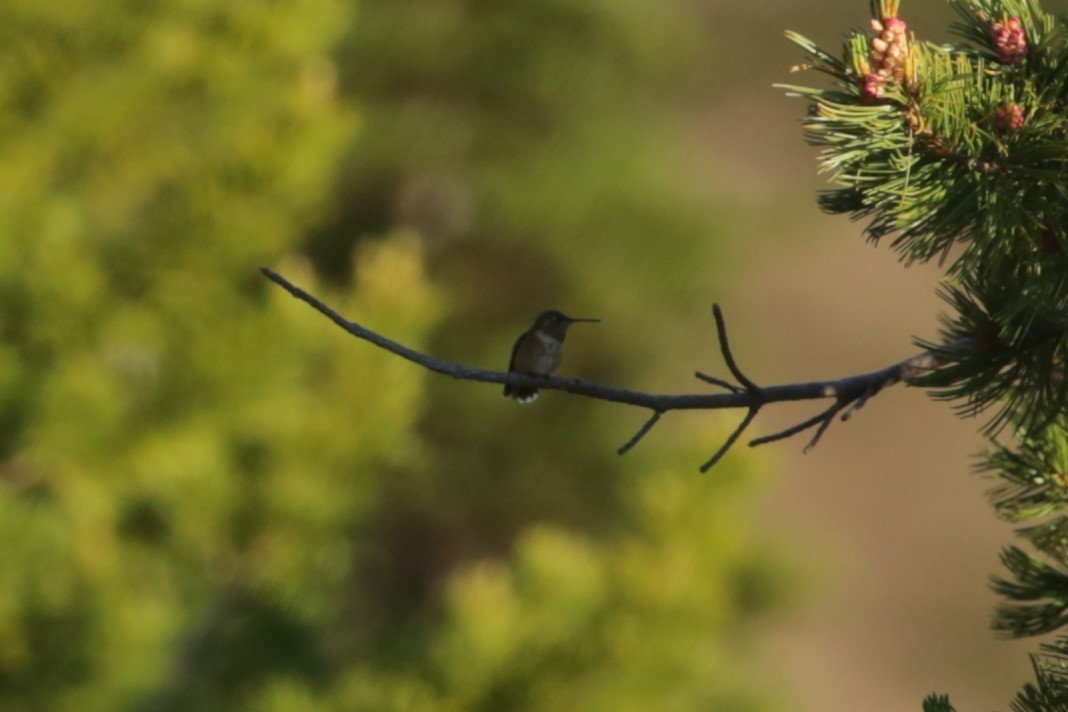 Rufous Hummingbird - ML621495188