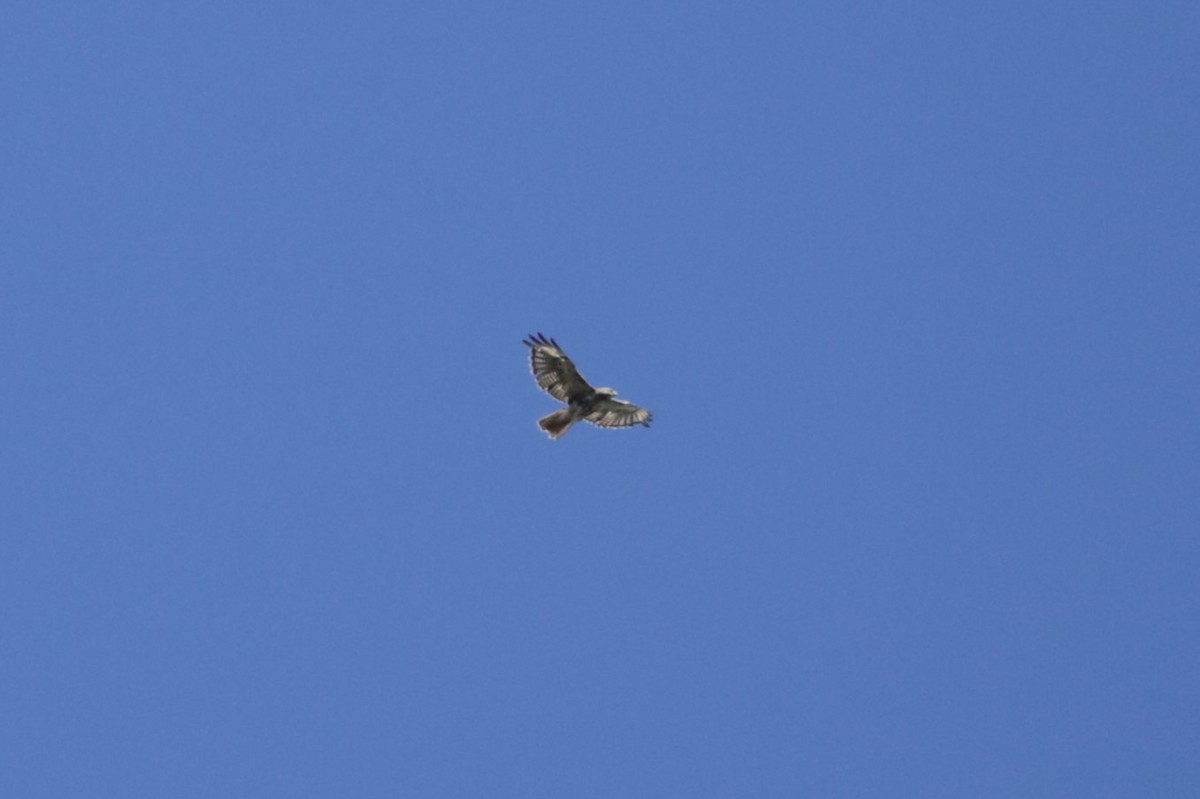 Red-tailed Hawk - ML621495190