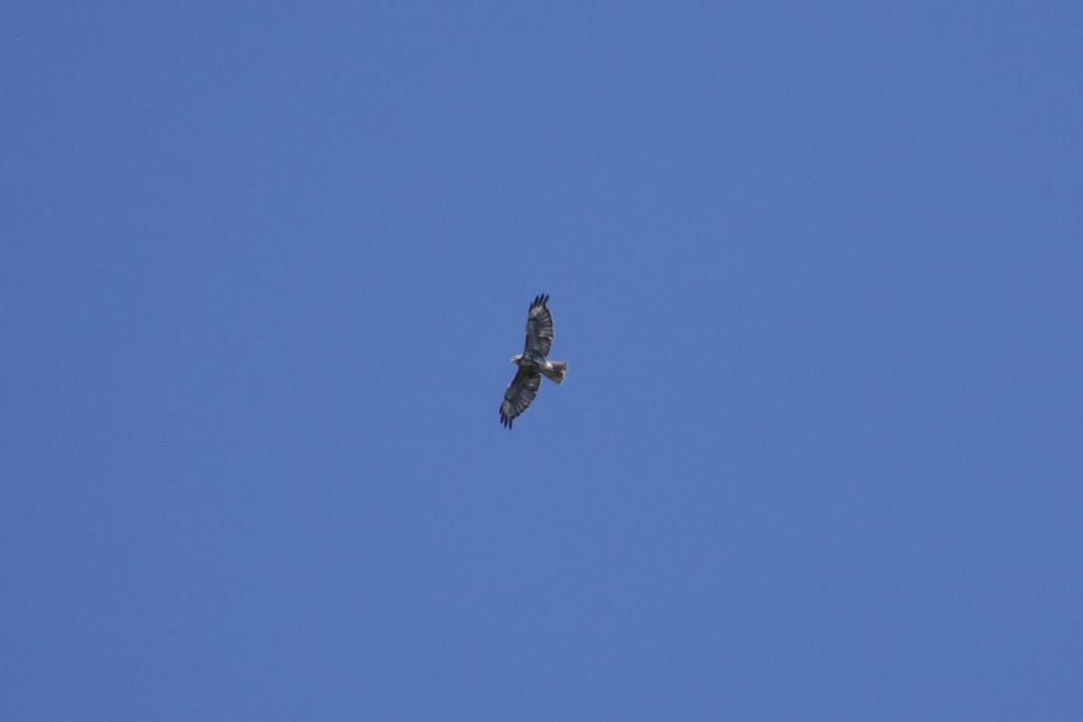 Red-tailed Hawk - ML621495191