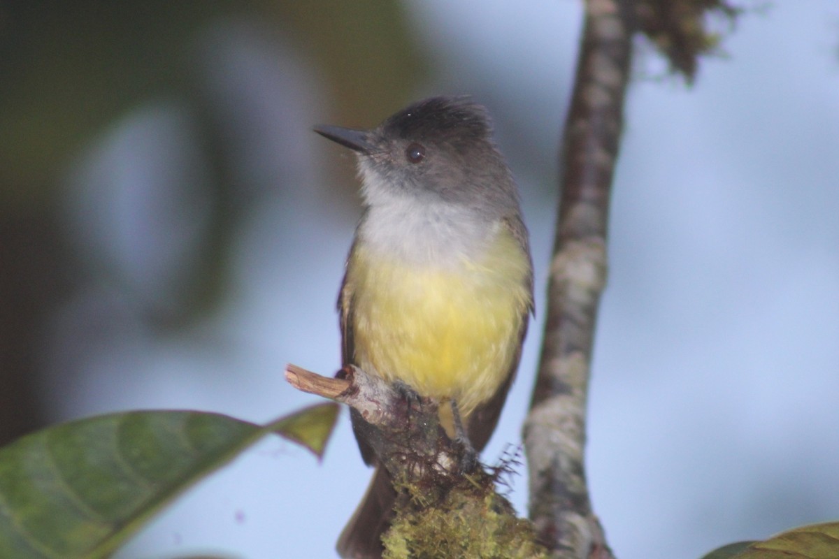 Dusky-capped Flycatcher - David Weaver