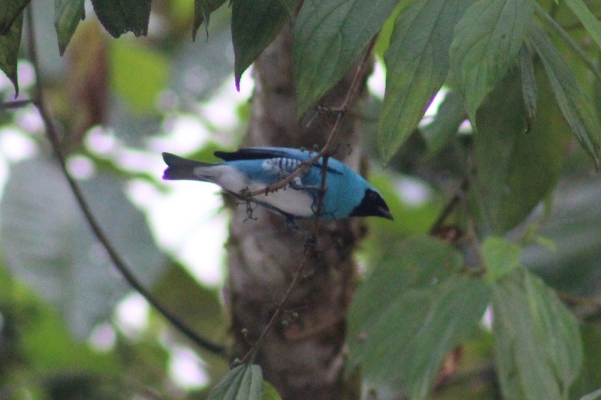 Tangara Golondrina - ML621495353