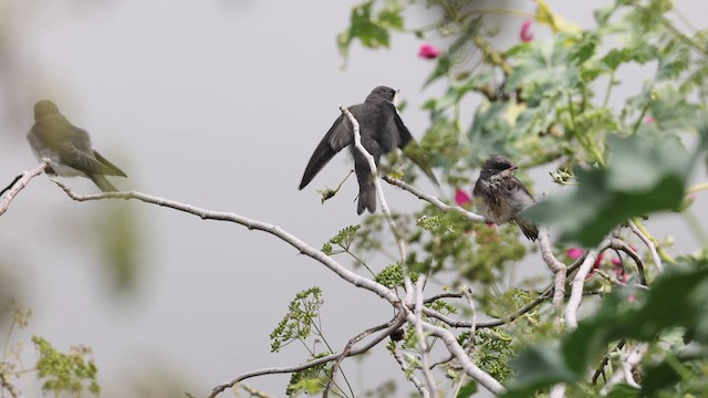 Tree Swallow - ML621495396