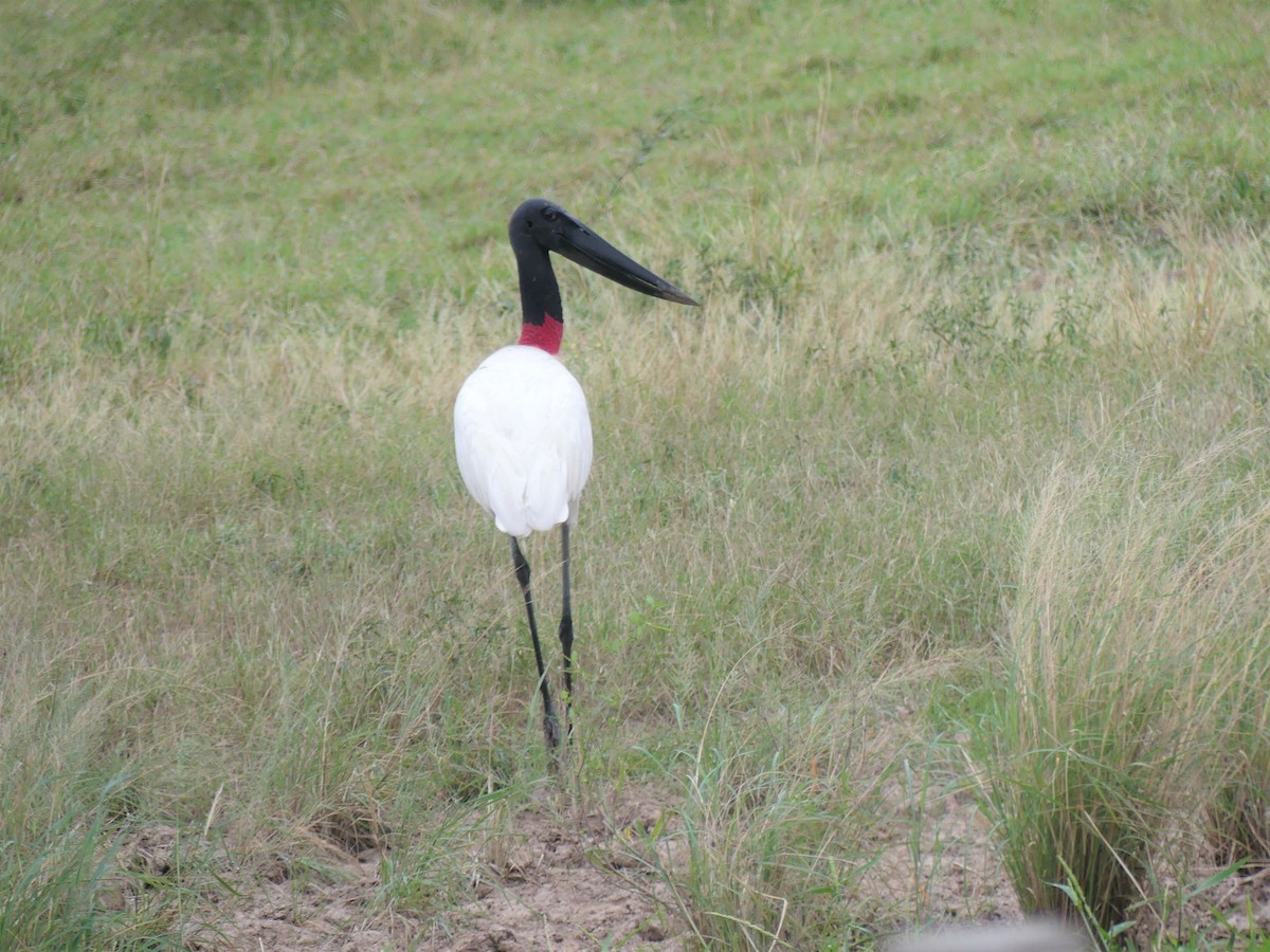 Jabiru - ML621495431