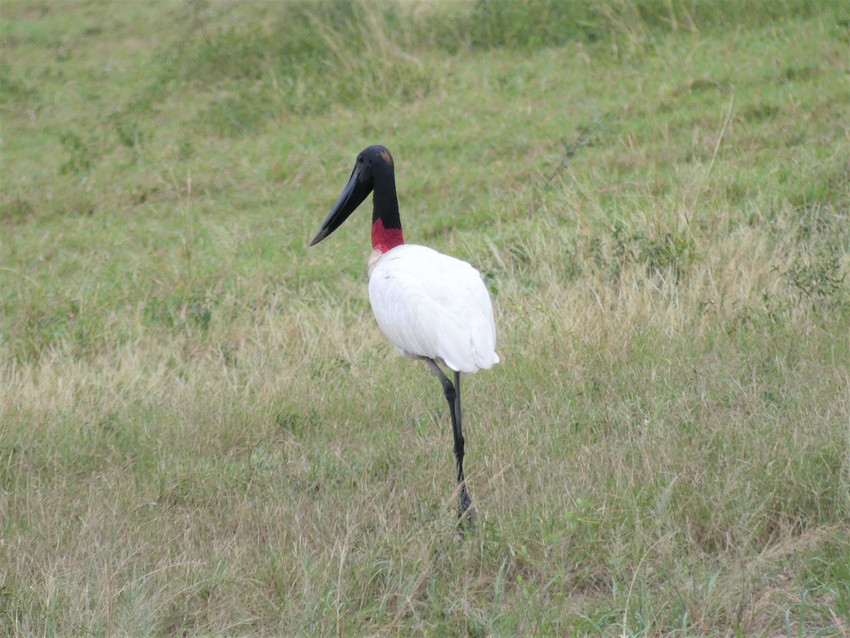 Jabiru - ML621495432