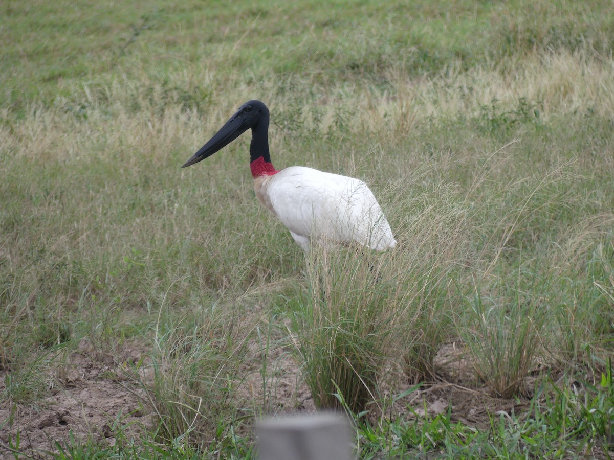 Jabiru - ML621495433