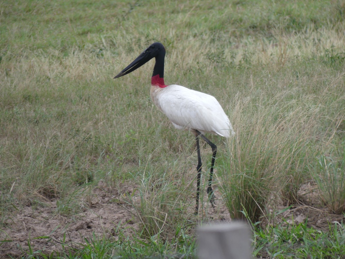 Jabiru - ML621495434