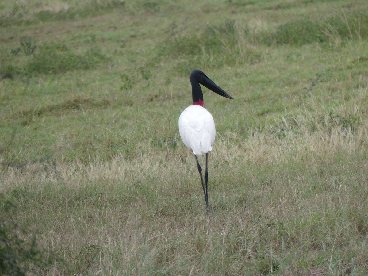 Jabiru - ML621495435