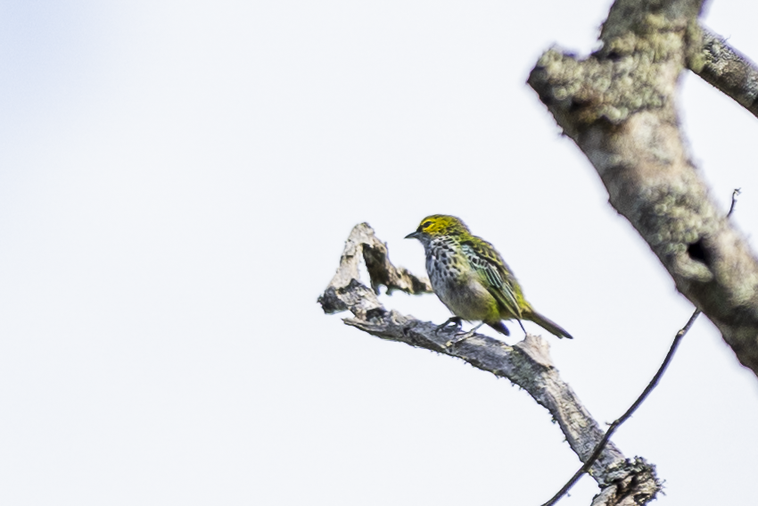 Speckled Tanager - ML621495492