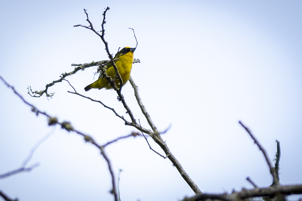 Thick-billed Euphonia - ML621495534