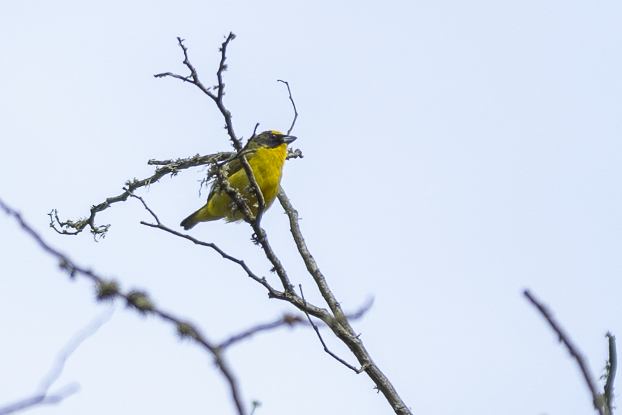 Thick-billed Euphonia - ML621495535