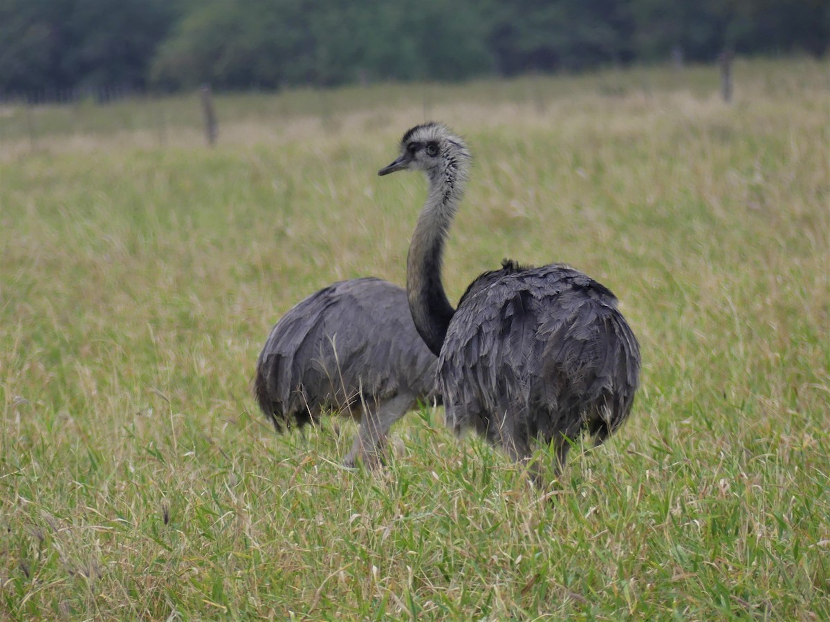 Greater Rhea - ML621495564