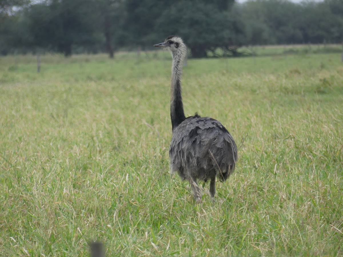 Greater Rhea - ML621495566