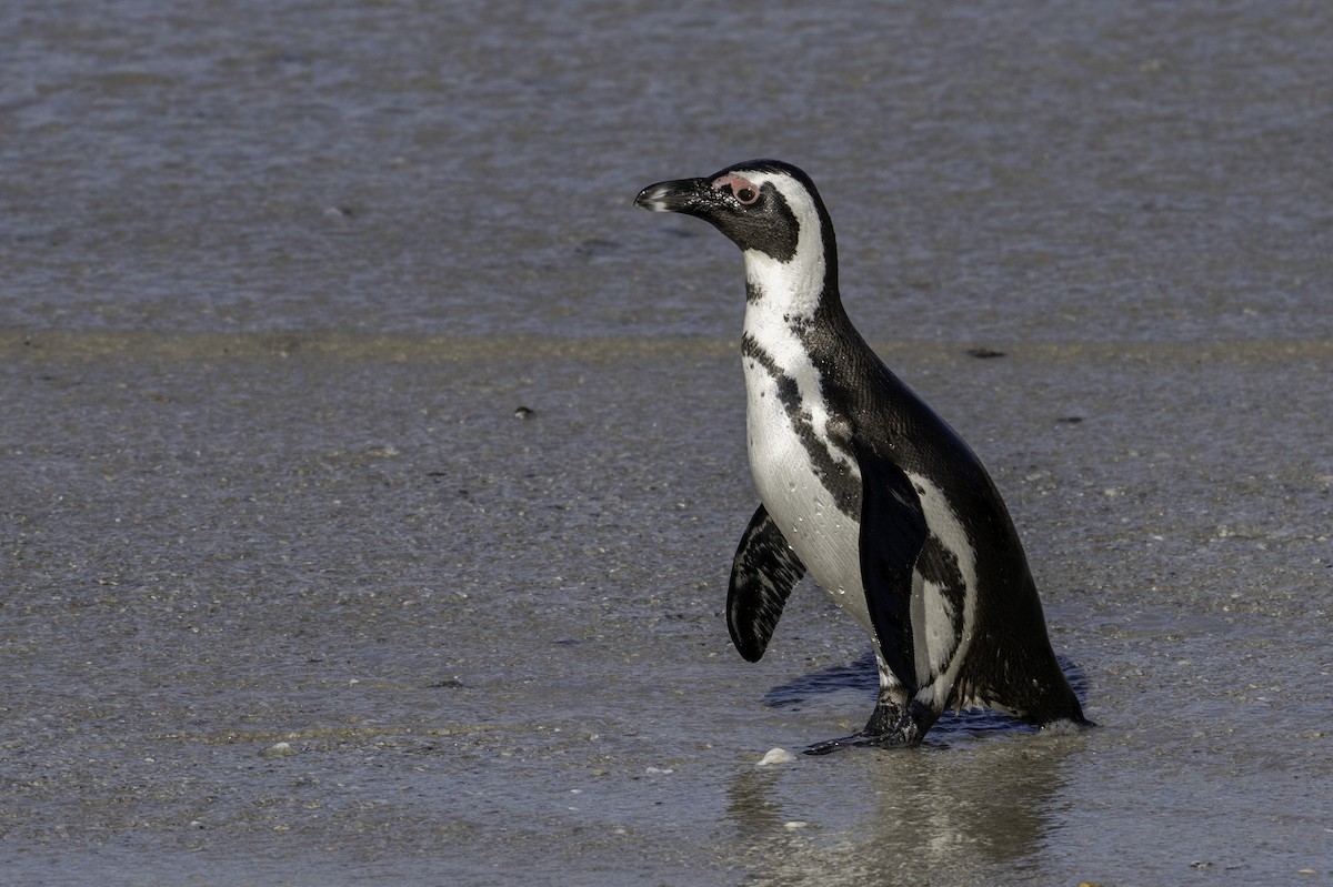 Pingüino de El Cabo - ML621495588