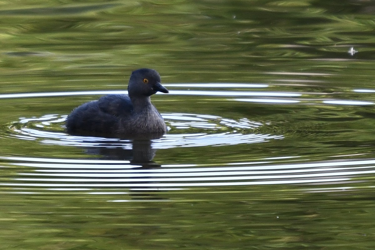 Least Grebe - ML621495589