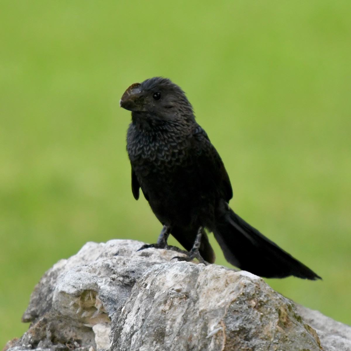 Smooth-billed Ani - ML621495603