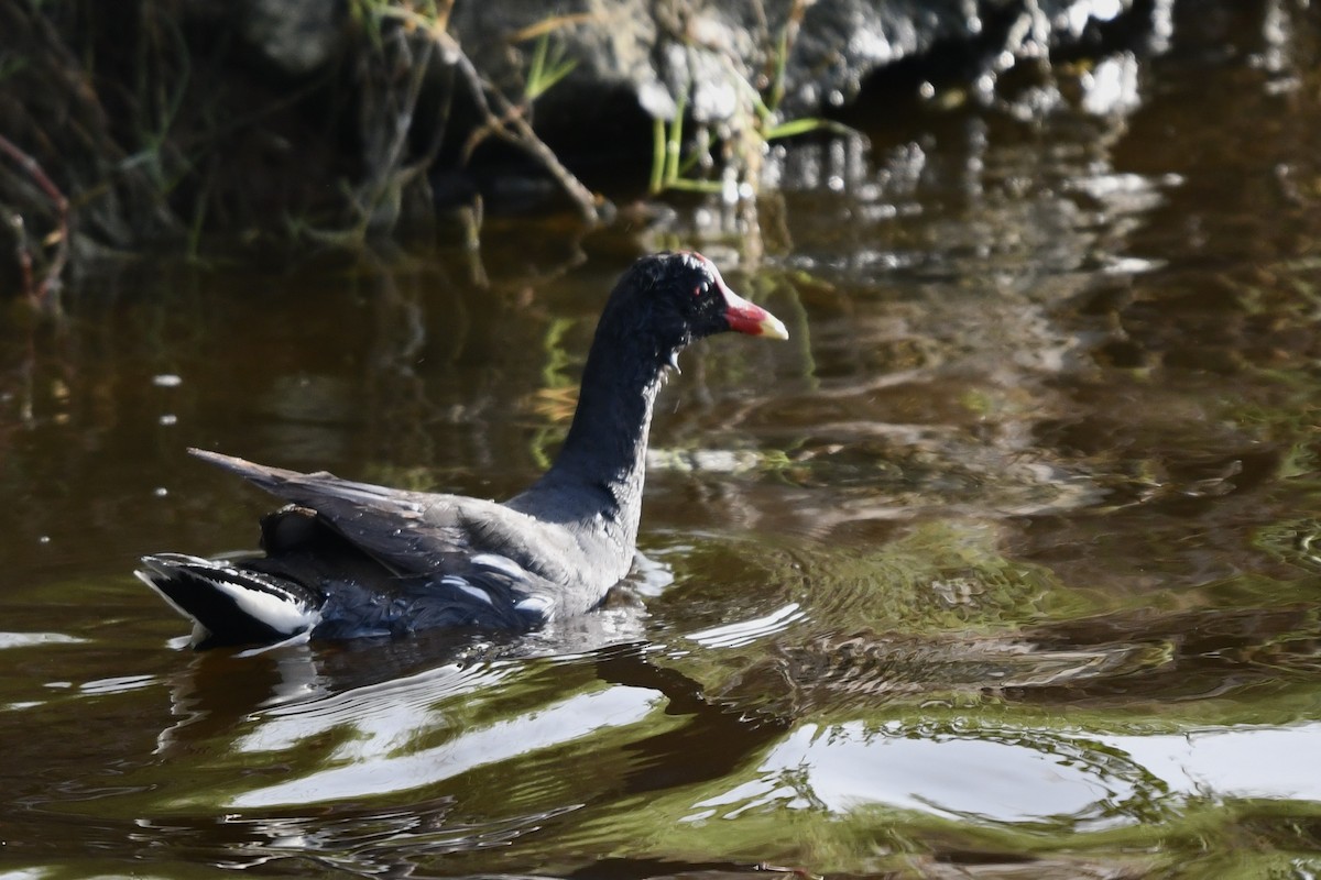 Common Gallinule - ML621495609