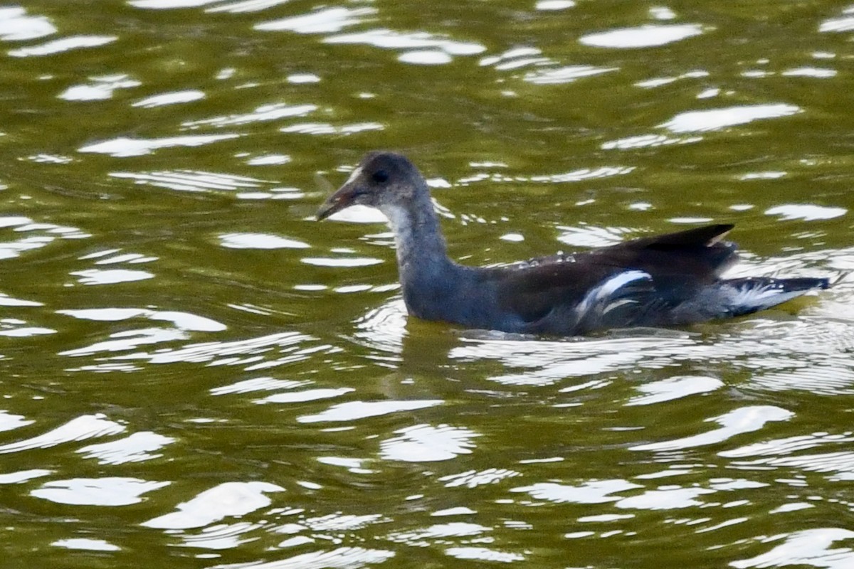 Common Gallinule - ML621495610