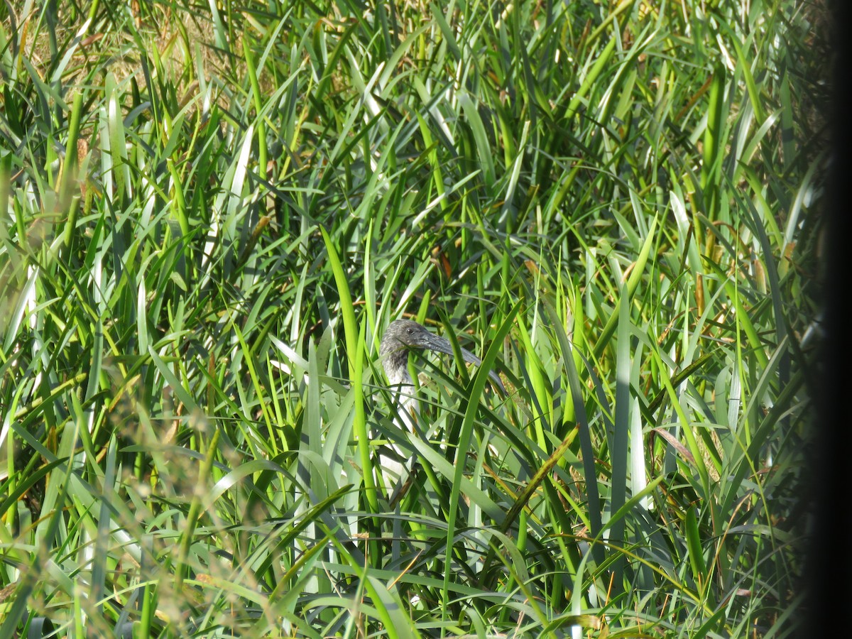 Australian Ibis - ML621495621