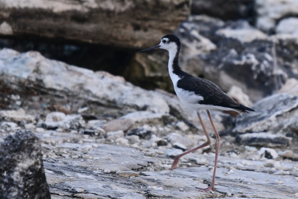 Black-necked Stilt - ML621495622