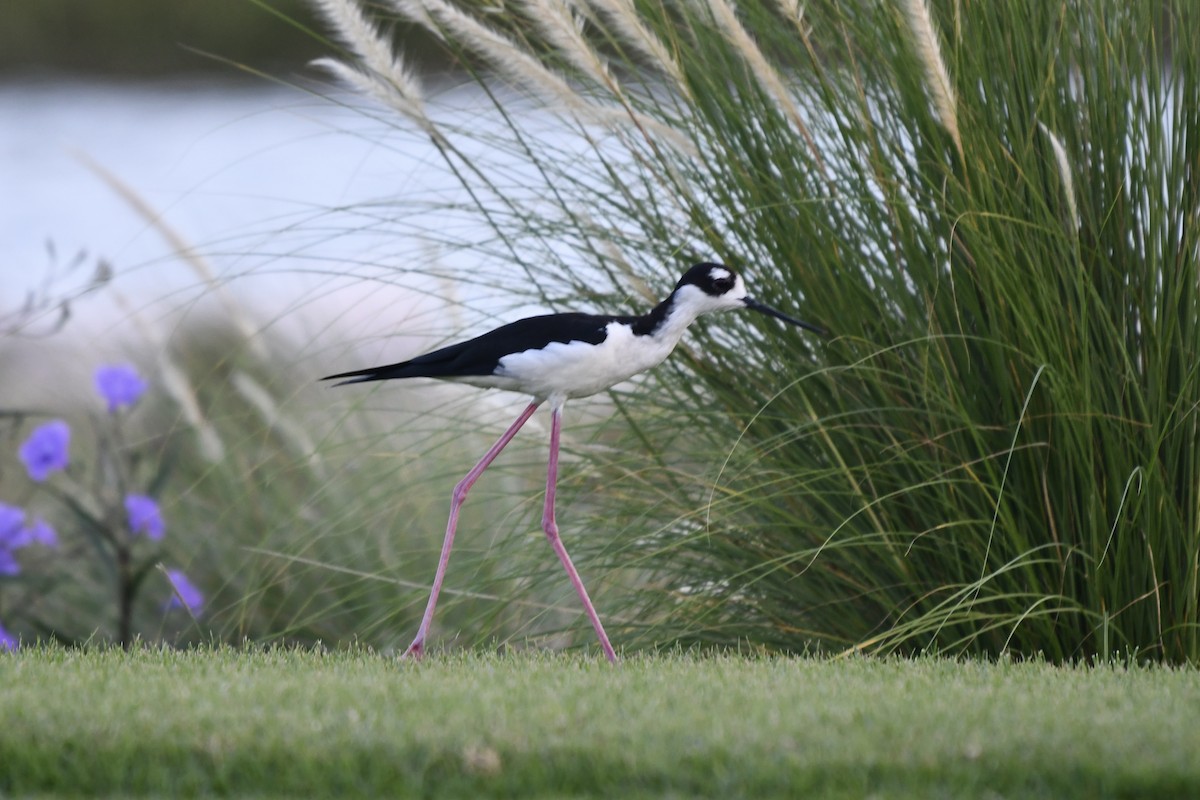 Black-necked Stilt - ML621495623
