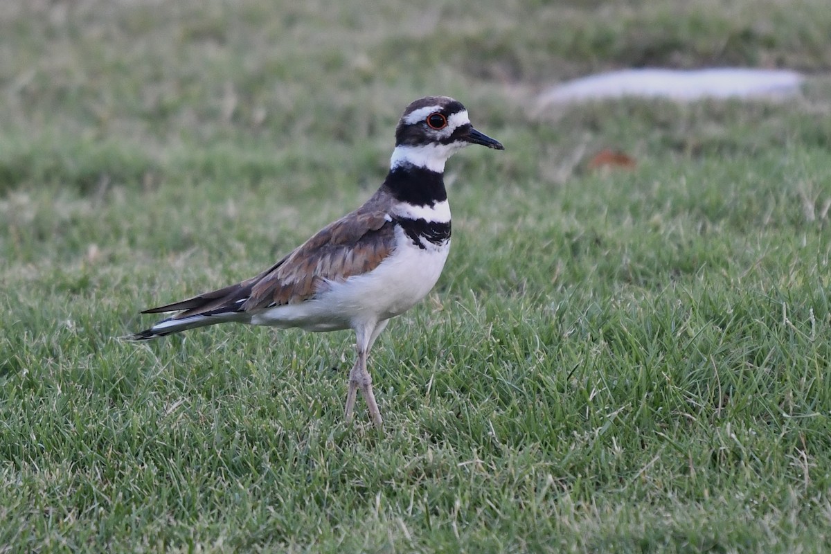 Killdeer - ML621495633