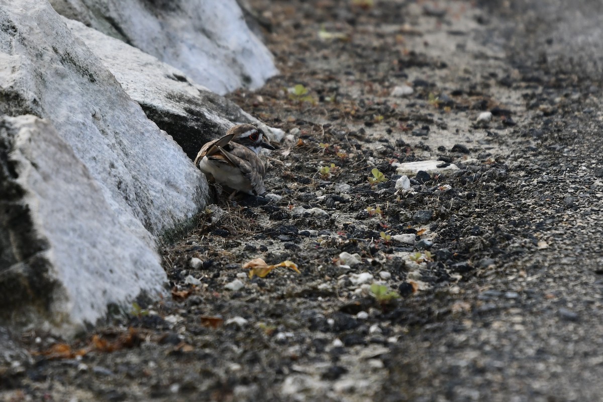 Killdeer - ML621495634