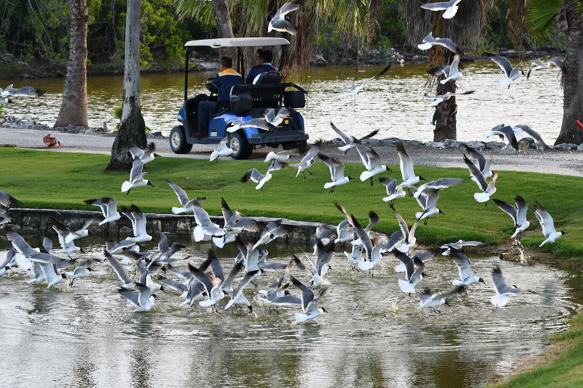 Laughing Gull - ML621495645