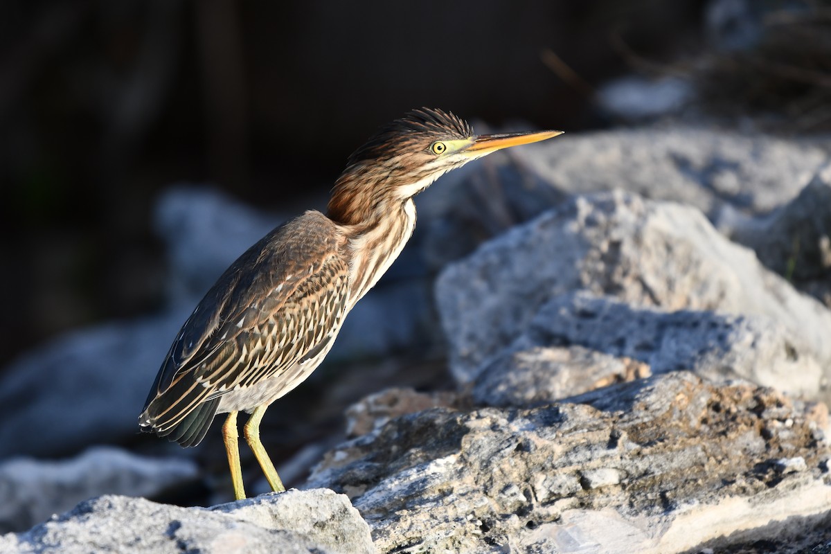 Green Heron - ML621495665